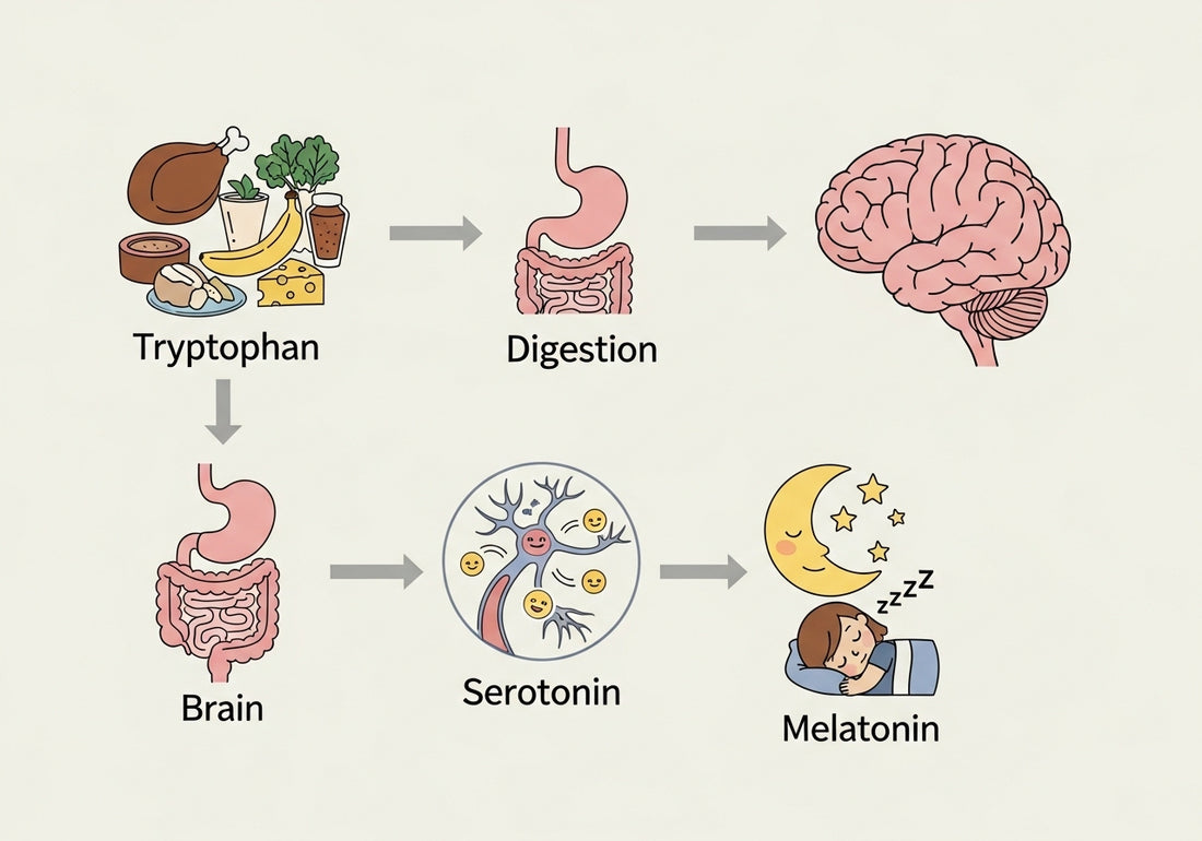 Sleep and nutrition for children: the protein connection